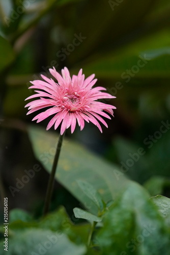 Fotografía Barberton daisy Perennial, colorful, daisy, bright, red, orange, pink, yellow, large, petals, central, disc, vibrant, garden, bouquet, floral, botanical, fresh, nature, beauty, foliage, ornamental