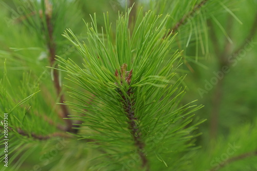 Foto A close-up of fresh green pine needles surrounding a young pine shoot, set against a softly blurred background