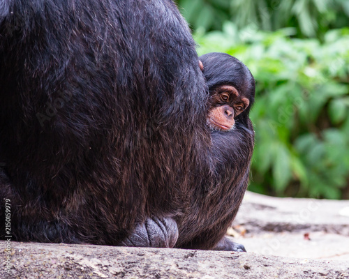 Baby chimpanzee pouting as it’s being held in its mother’s lap in a timeout at the St. Louis Zoo in St. Louis, Missouri 