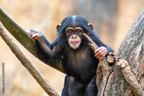 Portrait of a baby chimpanzee making eye contact as it climbs a tree at the St. Louis Zoo in St. Louis, Missouri 