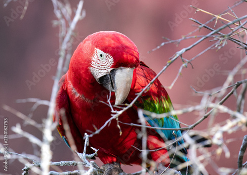 Foto scarlet macaw parrot
