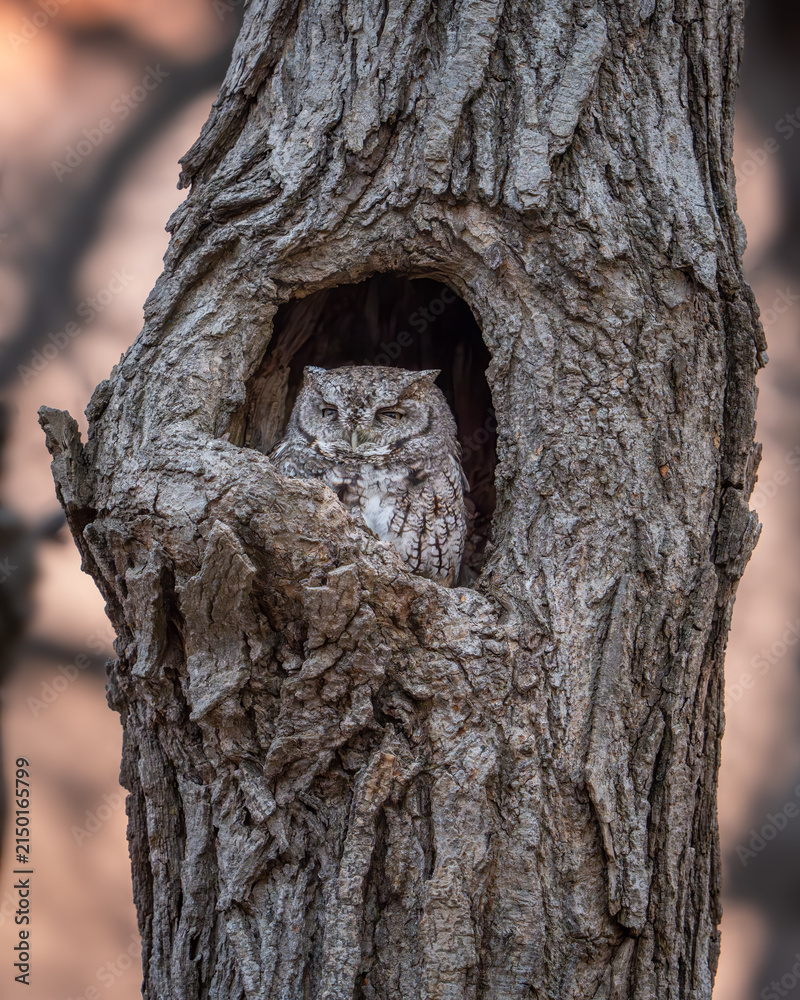 Fototapeta premium Eastern Screech-owl perched at sunset
