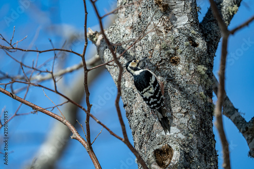 a woodpecker on a tree