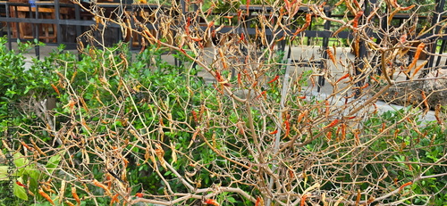Obraz na plátně Chili plants are severely deteriorated, all leaves having fallen off, leaving only withered branches and dried chilies still on vine