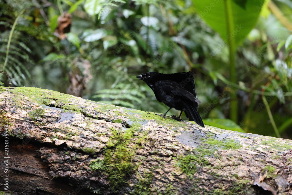 Fototapeta premium Vogelkop lophorina (Lophorina superba), formerly part of the superb bird-of-paradise complex, is a species of passerine bird in the bird-of-paradise family Paradisaeidae.