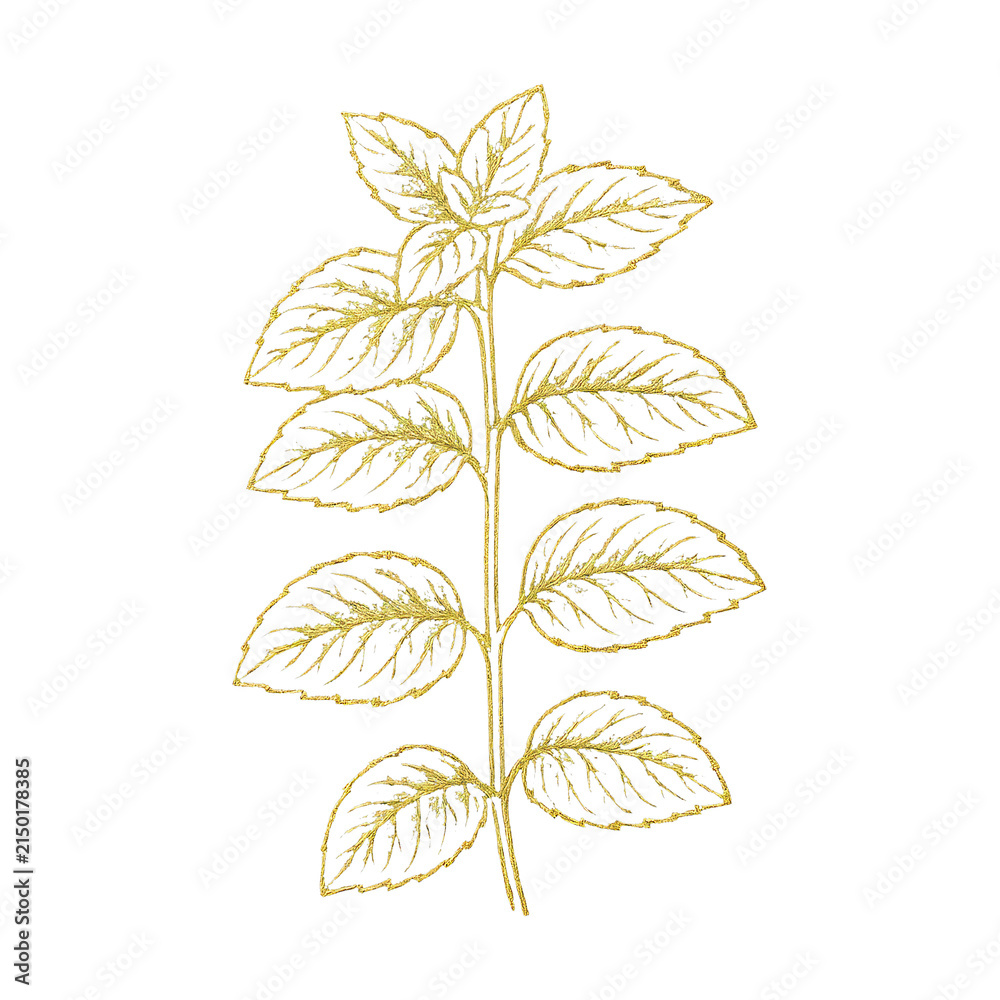 Fototapeta premium PNG Golden botanical leaf illustration