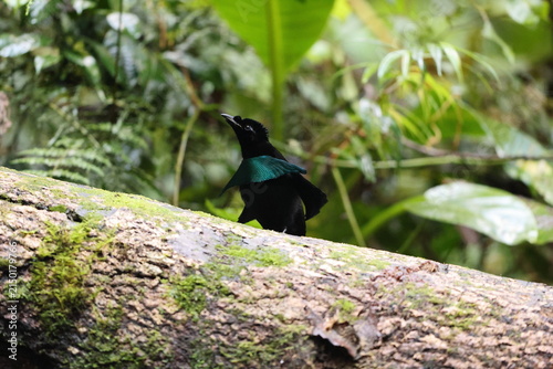 фотографія Vogelkop lophorina (Lophorina superba), formerly part of the superb bird-of-paradise complex, is a species of passerine bird in the bird-of-paradise family Paradisaeidae