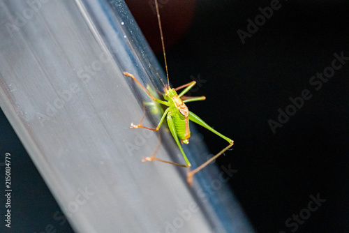 Green Grasshopper Macro