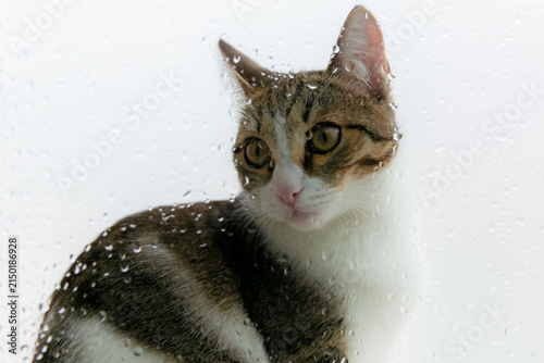 Tabby and white cat gazing through a rain-speckled window pane.