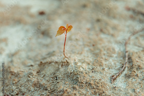 Delicate young plant sprouting from dry sandy soil with textured earthy background