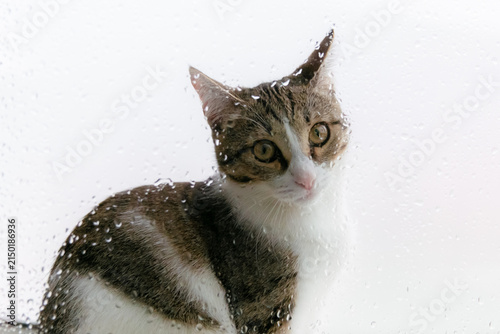 Tabby and white cat gazing through a rain-speckled window pane.