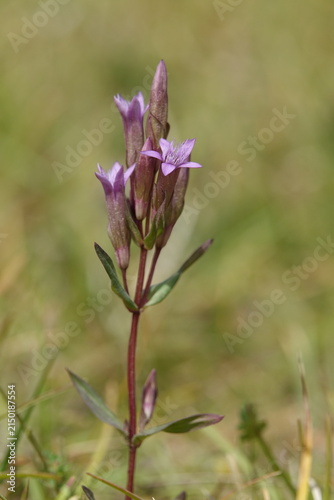 the beautiful autumn gentian (Gentianella amarella)