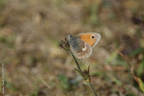 the small heath butterfly (Coenonympha pamphilus)