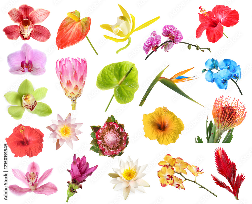 Obraz premium Various bright tropical flowers isolated on white, set