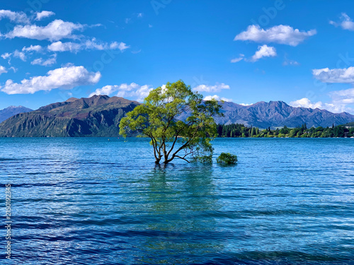 Solitary Willow Standing in Lake Waters Beneath Mountains in New Zealand