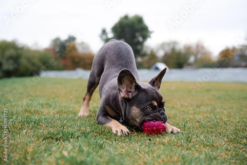A lively bulldog plays on a grassy field, chewing a red ball and enjoying outdoor activity. Perfect for pet, dog, play, and family moments.