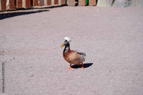 Obraz na płótnie A crested duck walking calmly across a gravel field with a wooden fence background, enjoying sunshine and clear skies, exuding a peaceful and natural aura, making it a charming wildlife moment