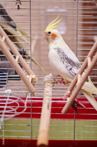 Foto Bird pets