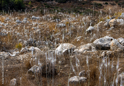 Foto Sea Squill flowers blooming in rocky Mediterranean landscape