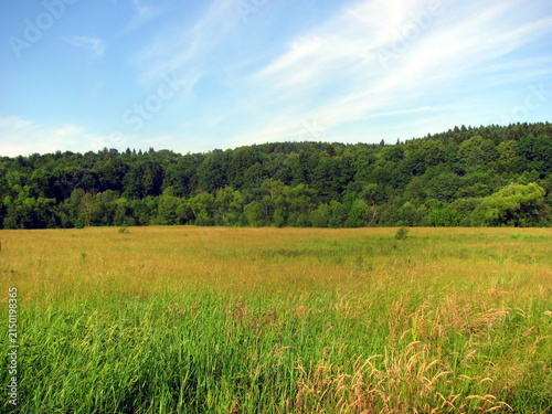 Фотография Wild high grass meadow with forest background