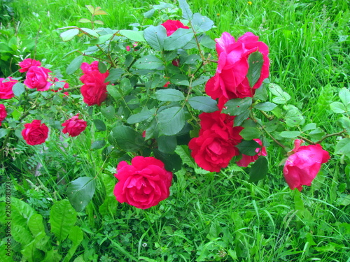 Beautiful bright pink roses blooming on a bush in the garden