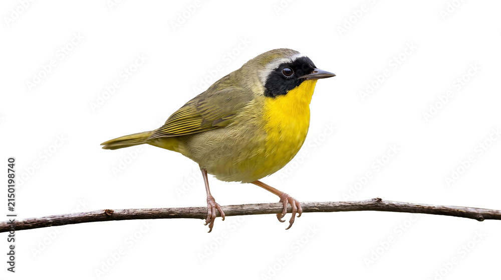 Fototapeta premium Small yellow and gray bird with black mask perched on a thin branch.