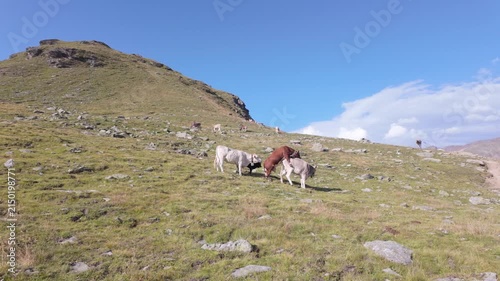 Taurus attempts mating with the cow  in heat
