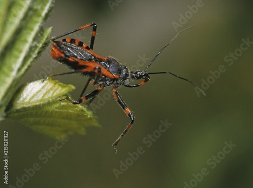 Heteroptera, murder bug, predatory bug, red assassin bug, reduviidae, rhynocoris iracundus, red murder bug, angry predatory bug, insects, predatory bugs, bugs