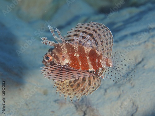 Free swimming Red Sea Dwarf Lionfish (Dendrochirus hemprichi), Dive Site House Reef, Mangrove Bay, El Quesir, Red Sea, Egypt