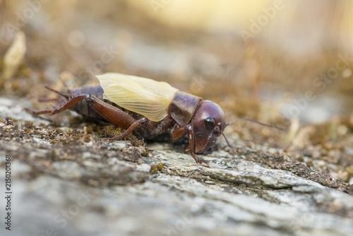 Field cricket, Gryllus campestris, ensifera, field cricket, crickets, hatching, skin, molting, insects, long-feeler scare, molt, hatching, slough