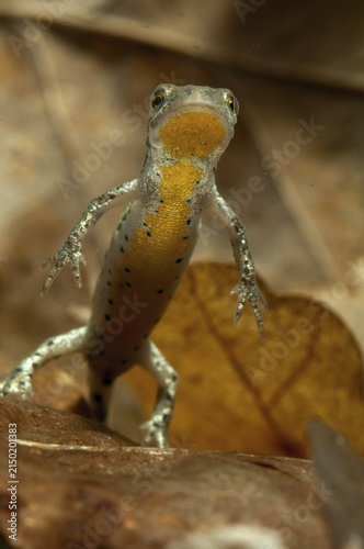 Italian newt, Italian water newt, Lissotriton italicus, Triturus italicus, amphibians, caudata, high size, upright format, amphibians, male, newt, tailed amphibians, water newts