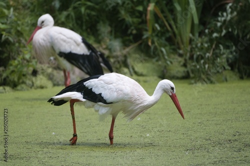 Ciconia ciconia, white stork, birds, ciconiiformes, walking birds, stork, stork, stork, storks, birds