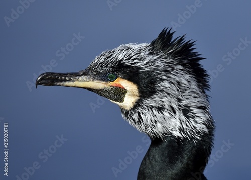 Common Cormorant (Phalacrocorax carbo), Baden-Württemberg, Germany