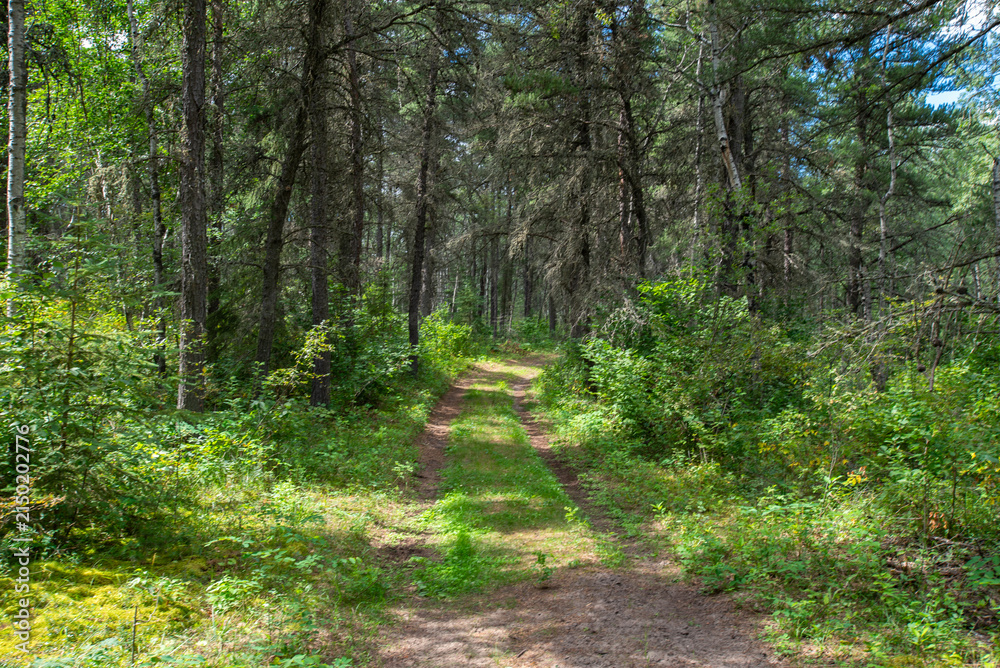 Obraz premium Summer morning in the forest
