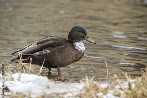 Anas platyrhynchos, mallard, mallard, anatidae, bastard, birds, ducks, ducks, ducks, drakes, false colors, male, snow, birds, waterbirds, waterbirds, winter