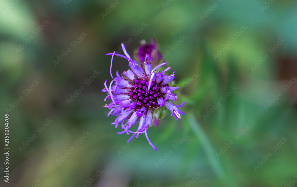Fototapeta premium Meadow blazing star in the forest 