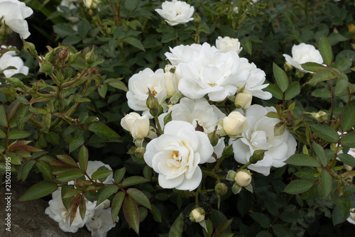 White roses and buds blooming on a green bush