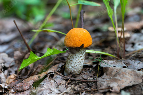 Foto Red-capped scaber mushroom in the forest