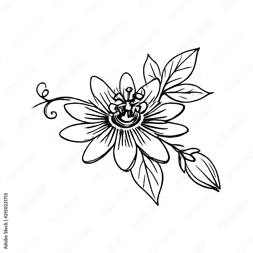 Fototapeta premium PNG Elegant floral sketch illustration