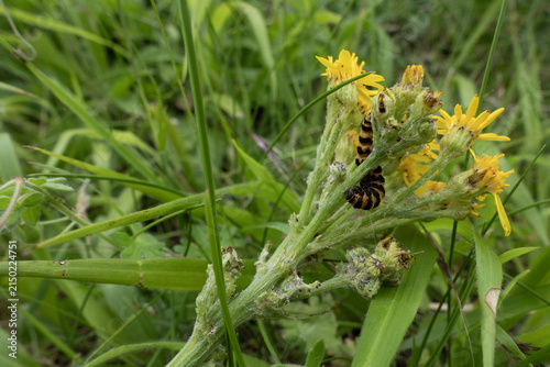 Cinnabar moth caterpillar larva on a ragwort plant with yellow flowers