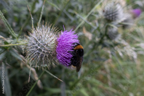 Bumblebee pollinating a purple thistle flower