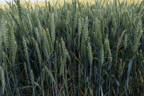 Wheat field with green ears standing tall, representing growth, farming and summer crops