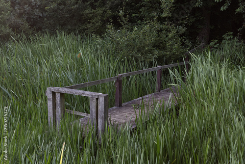 Wooden path overgrown by lush green reeds