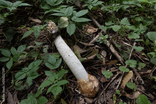Foto Stinkhorn mushroom, also known as Phallus impudicus, emerging from its volvo in