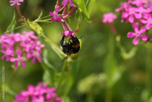 Cuadro en lienzo Bumblebee Feeding on Vibrant Pink Flowers