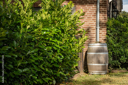 Rain barrel collecting rainwater for garden irrigation and sustainable water conservation
