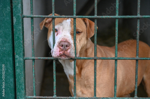 Pit bull-type dog looking out from behind the green metal bars of an animal shelter kennel. A lonely pit-bull inside a shelter enclosure.  