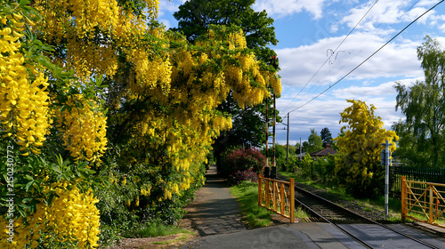 Yellow laburnum trees in full bloom along a walking path