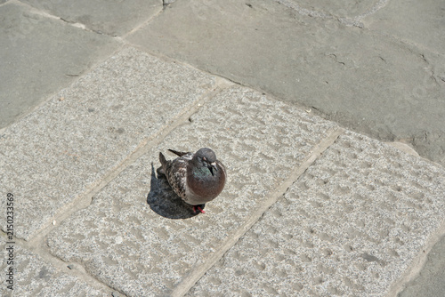 A pigeon on old stone blocks on a sunny day outdoors.