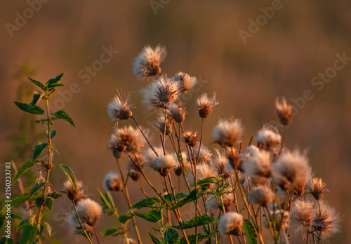 Photography Melancholic autumn thistles in the fading summer evening backlight